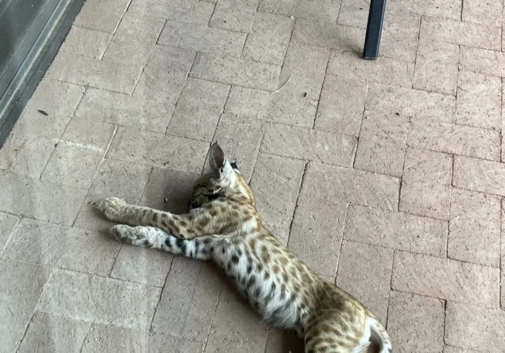IMG_4065-scaled-landscape-9b41fc477762291d83d860fb384c859f- Two playful lynx kittens on patio.